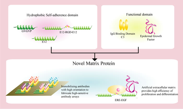 Creation of NovelMatrix Proteins