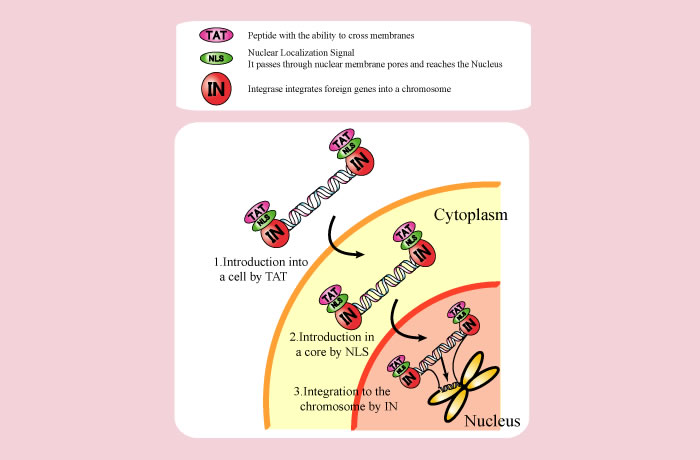 Developing a New Method for Gene Transfection