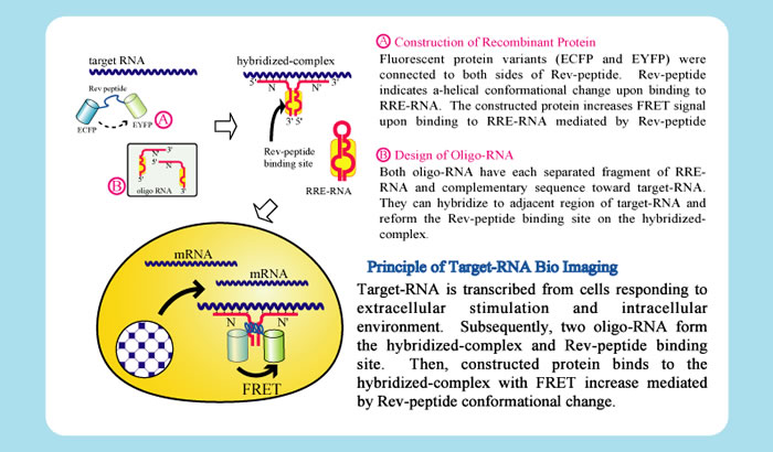 Visualization of Specific Nucleic Acids by Recombinant Protein with FRET