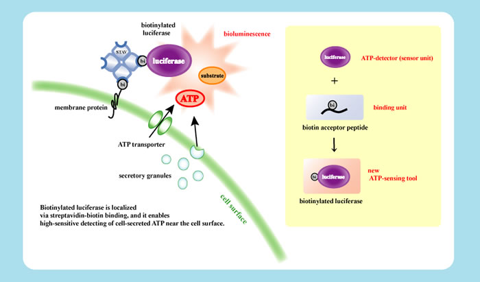 Bio-sensing system with a functionalized protein