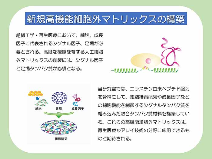 新規高機能細胞外マトリックスの構築