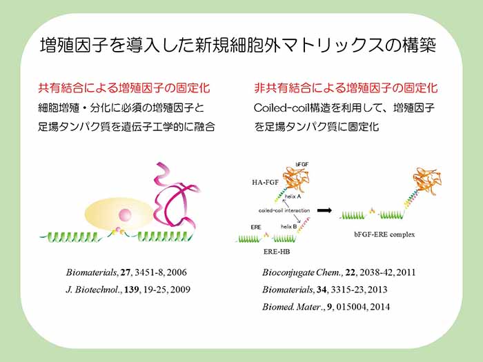 増殖因子を導入した新規細胞外マトリックスの構築