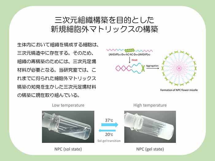 三次元組織構築を目的とした新規細胞外マトリックスの構築