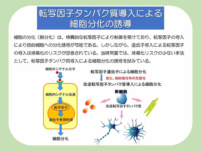 転写因子タンパク質導入による細胞分化の誘導