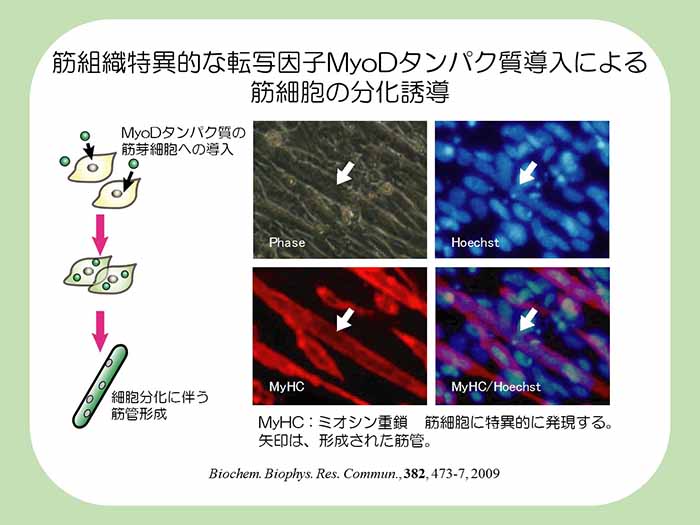 筋組織特異的な転写因子MyoDタンパク質導入による筋細胞の分化誘導