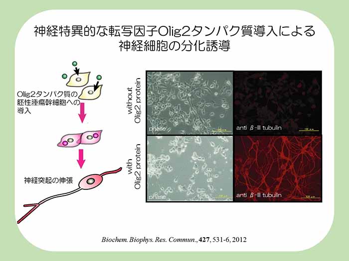 神経特異的な転写因子Olig2タンパク質導入による神経細胞の分化誘導