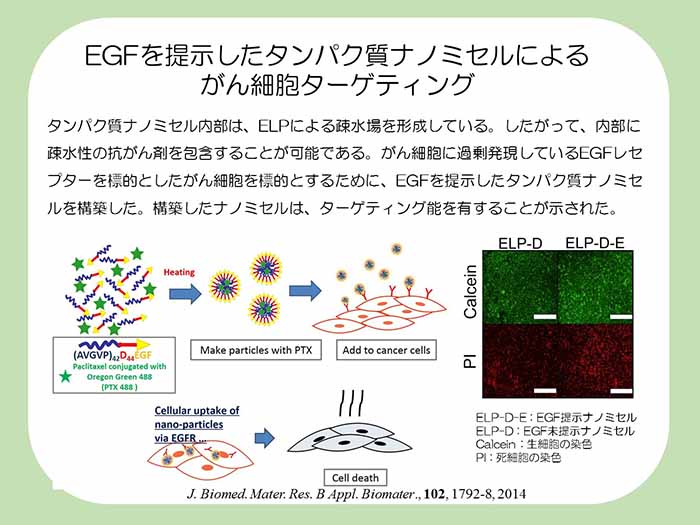 EGFを提示したタンパク質ナノミセルによるがん細胞ターゲティング