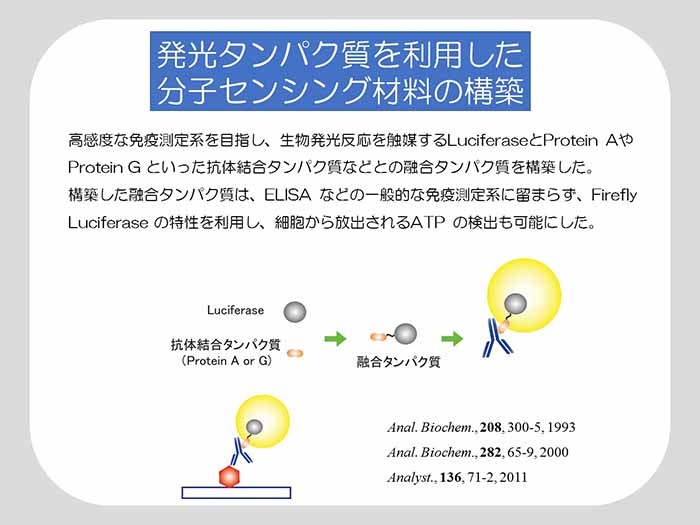 発光タンパク質を利用した分子センシング材料の構築