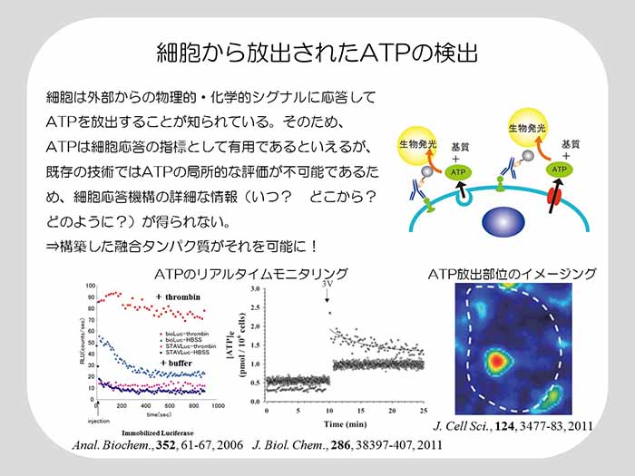 細胞から放出されたATPの検出