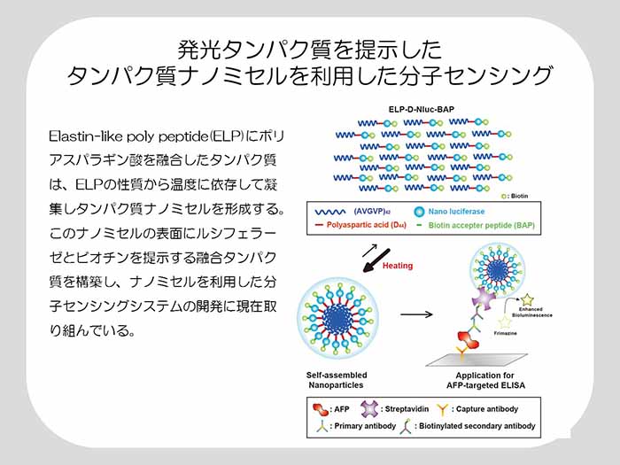 発光タンパク質を提示したタンパク質ナノミセルを利用した分子センシング