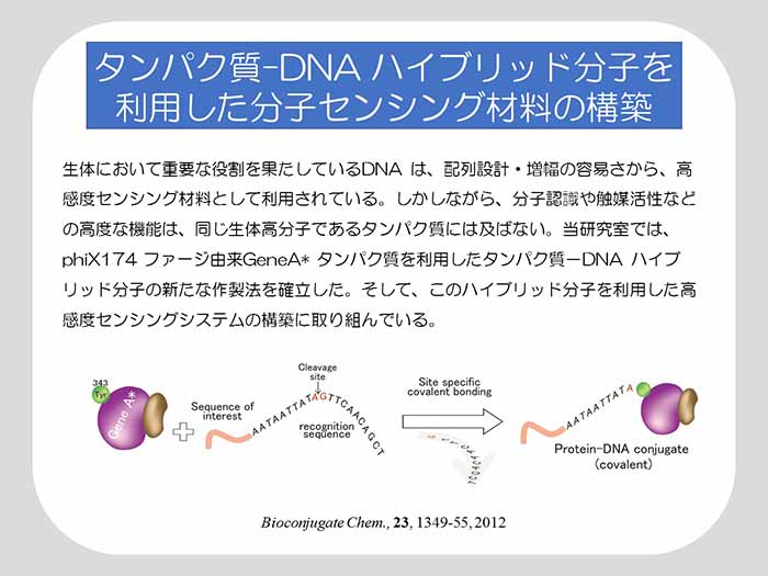 タンパク質-DNAハイブリッド分子を利用した分子センシング材料の構築