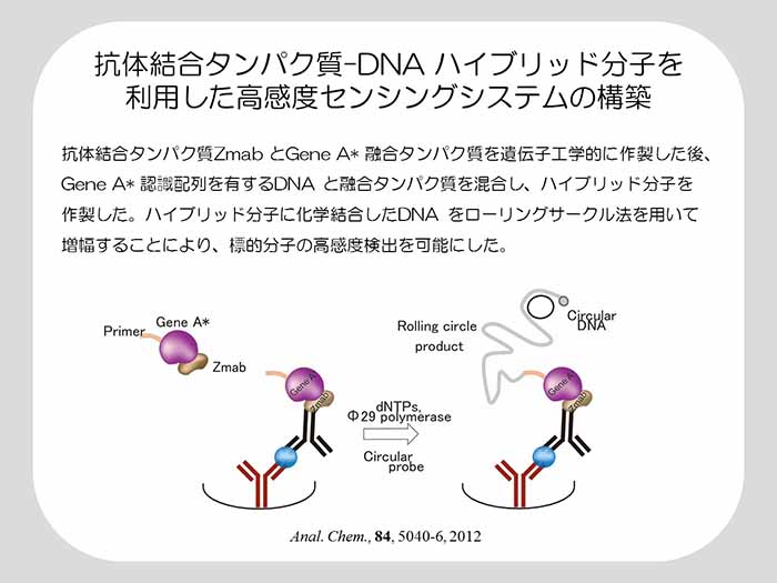 抗体結合タンパク質-DNAハイブリッド分子を利用した高感度センシングシステムの構築