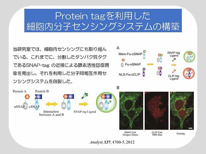 Protein tagを利用した細胞内分子センシングシステムの構築
