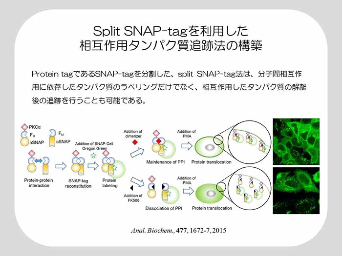 Split SNAP-tagを利用した相互作用タンパク質追跡法の構築